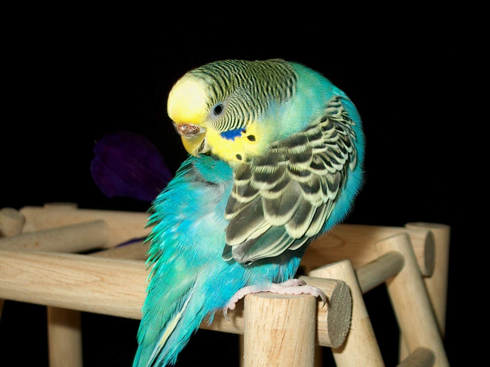 Budgie Sick