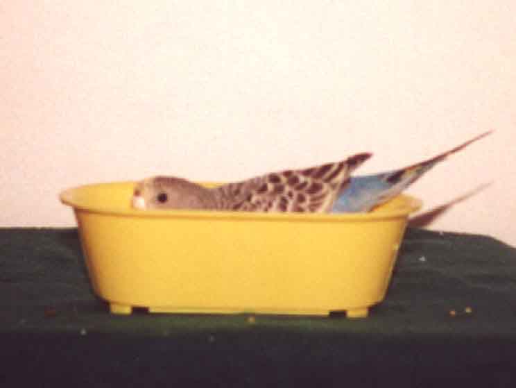 budgie bath